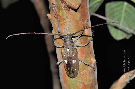 Photo #64068: Batocera rubus