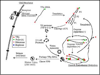 All about Viruses: Picornaviridae and Orthomyxoviridae