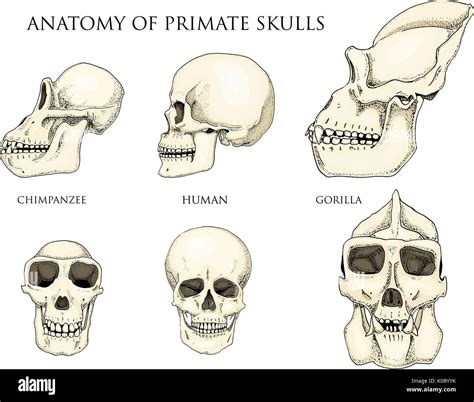 Human and chimpanzee, gorilla. biology and anatomy illustration ...