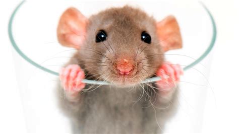 Rat Wallpapers Images Photos Pictures Backgrounds