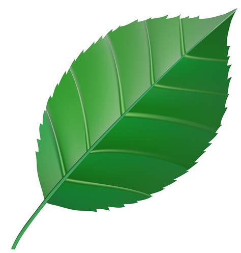 Green leaf clipart 20 free Cliparts | Download images on Clipground 2025