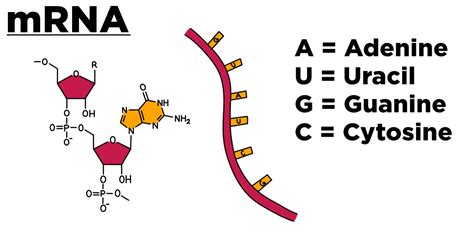 Codons — Definition & Role in Translation - Expii