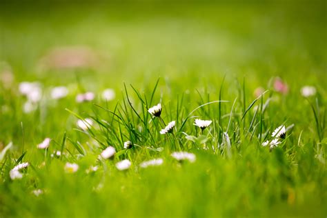 12 Beautiful Green Grass Field HD Wallpapers