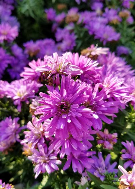 What Are Bee-Friendly Plants? | Plant a Bee Garden! Rural Mom