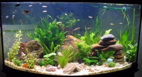 River rock Planted Aquarium, Diy Aquarium, Aquarium Design, Aquarium ...