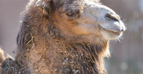 Bactrian Camel | Saint Louis Zoo