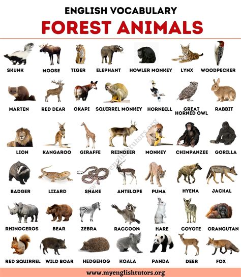 Wild Animals List Name