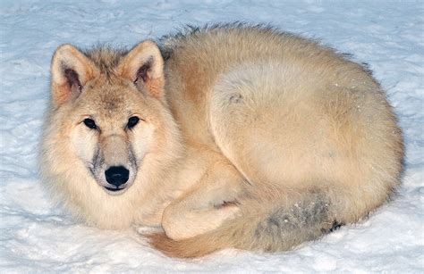 Arctic Wolf Facts and Adaptations - Canis lupus arctos