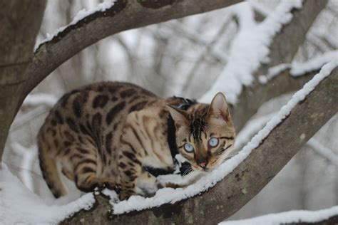 Snow lynx bengal #bengals #snowbengal #bengalcat