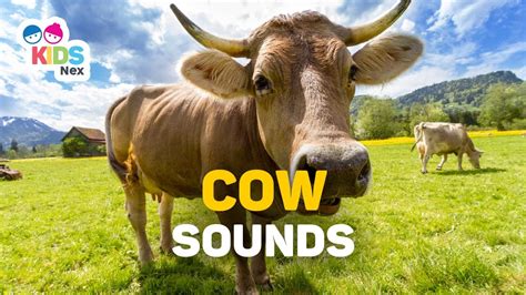 Animal Sounds for Kids - Cow Sounds (Moo) - YouTube