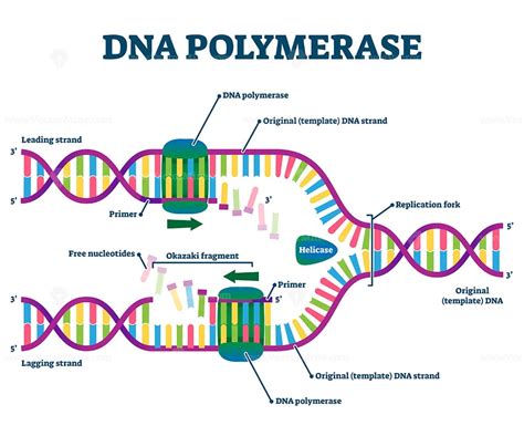 DNA Polymerase enzyme syntheses labeled educational vector illustration ...