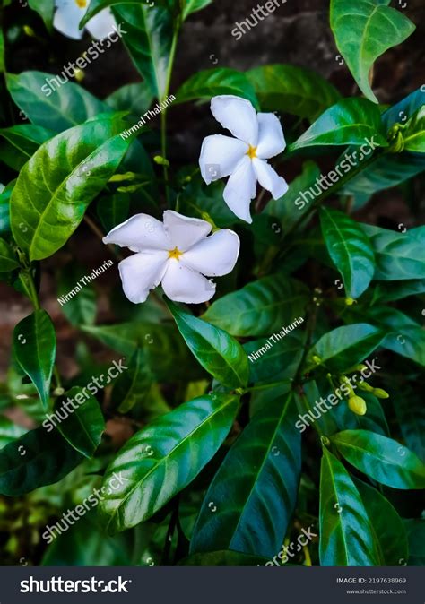 Crape Jasmine Flower Known Togor Flower Stock Photo 2197638969 ...