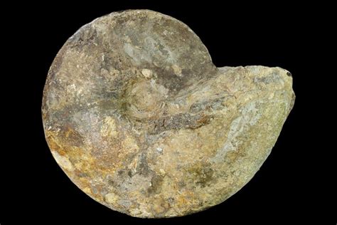 7.2" Cretaceous Fossil Ammonite (Placenticeras) - Texas (#157233) For ...