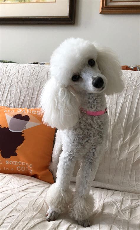 Beautiful Jolie. May 2, 2018 #poodlepuppystandard | Toy poodle haircut ...