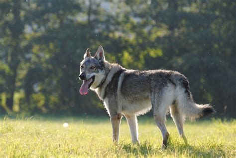 Kunming Wolfdog Info, Temperament, Puppies, Pictures