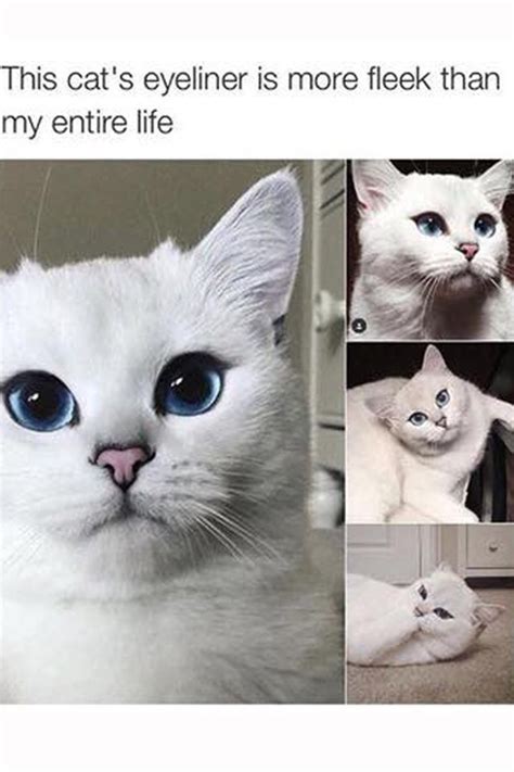 Pin on cute animals | Cat memes, Funny animal memes, Animal memes