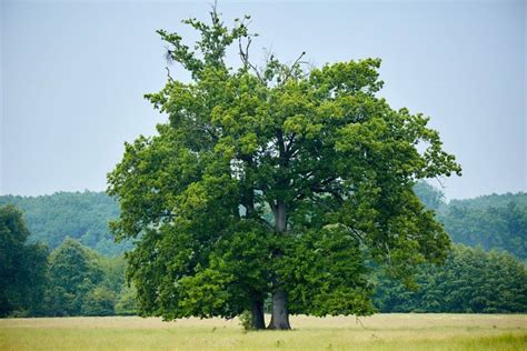 10 Early Symptoms of a Dying Oak Tree: Prevention Guide - Tree Journey