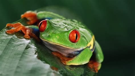 Download Animal Red-eyed Tree Frog HD Wallpaper