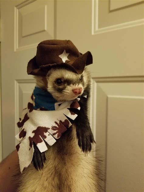 Bandito's first Halloween costume : r/ferrets