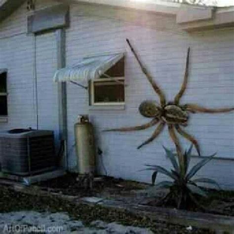 Large spider found on side of house in Texas | Spider, Giant spider ...