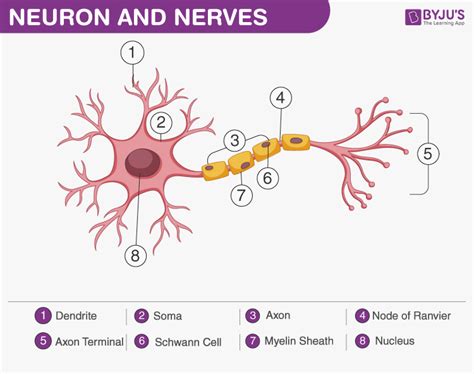 Neuron and Nerves - An Overview of Neuron, Nerves and Nervous System