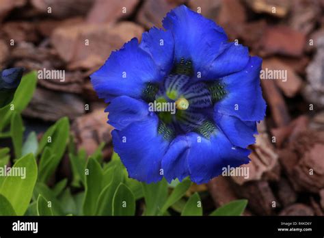 Blauer enzian hi-res stock photography and images - Alamy