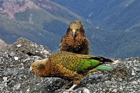 The Kea | The kea is a large species of parrot of the superf… | Flickr