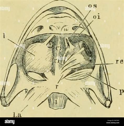 Eye retractor hi-res stock photography and images - Alamy