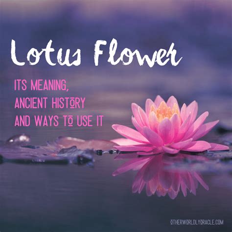 Lotus Flower Meaning, Symbolism and Spiritual Significance in Your Life