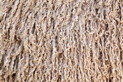 Angora goat wool background Stock Photo | Adobe Stock