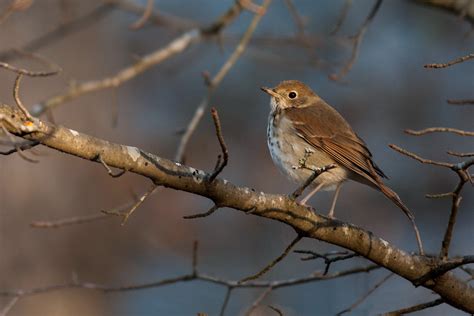 Hermit Thrush | Audubon Field Guide