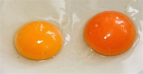 This is what the color of your egg yolk means