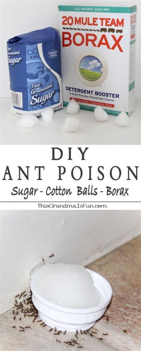 Effective and Safe DIY Ant Traps: Learn How to Make One Without Borax ...