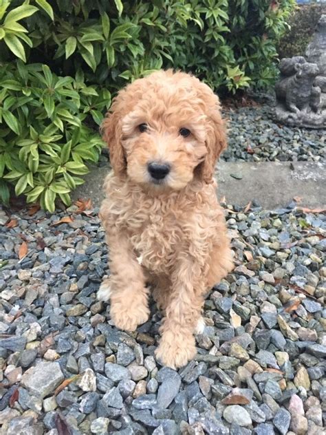 Apricot cockapoo puppies | in Kirkcaldy, Fife | Gumtree