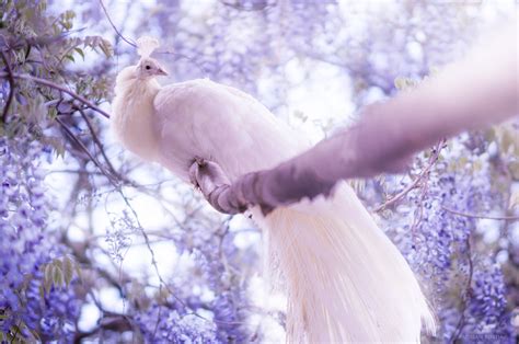 White Peacock, HD Birds, 4k Wallpapers, Images, Backgrounds, Photos and ...