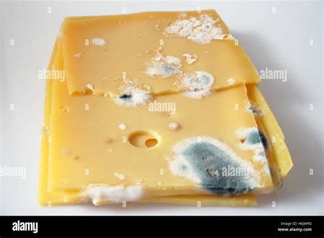 moldy cheese Stock Photo: 124575877 - Alamy