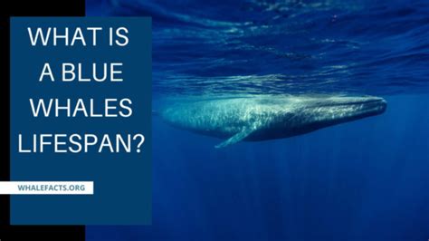 Blue Whale Lifespan | A Brief Overview | Whale Facts