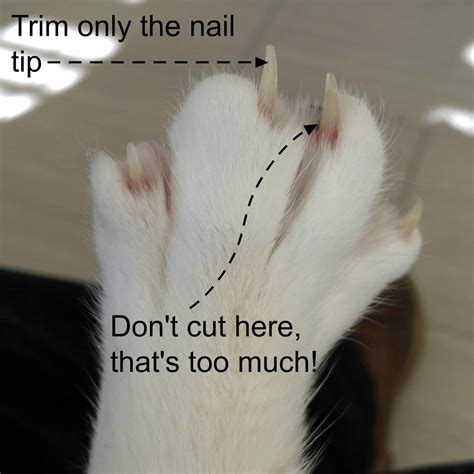 How To Clip You Cats Nails At Home - Bengal Cat Care Advice