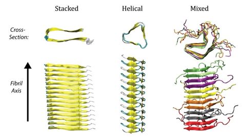 Unlocking the strength of amyloid fibrils - nanotechweb.org