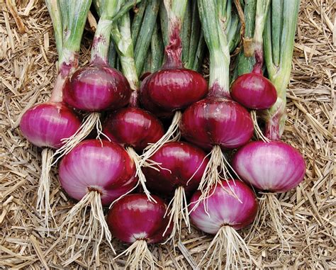 Petani Bawang Merah Sukses Modal Kecil Laba Berlipat Ganda - Mediatani