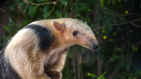 Tamandua or Lesser Anteater | San Diego Zoo Animals & Plants