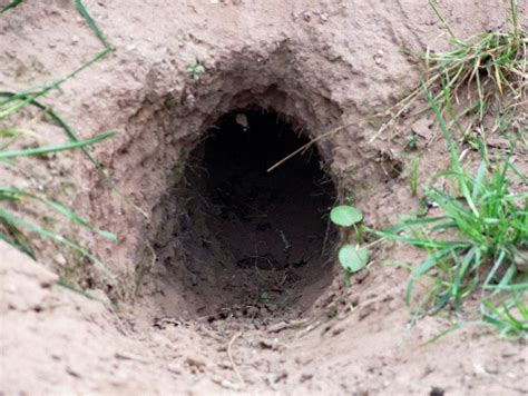 HD Animals: rabbit burrow