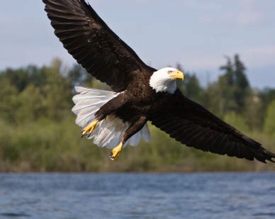 Bald Eagle Facts for Kids | North American Birds