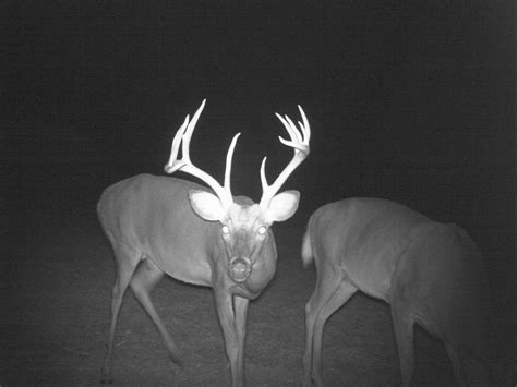 The 12-point buck caught on trail cam wins the October competition ...