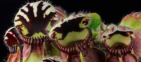 What are Carnivorous Plants? | ICPS