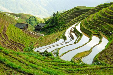 Chinese Farming | Farmers In China | DK Find Out