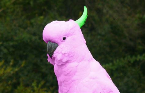 RARE FLUORESCENT PINK COCKATOO DISCOVERED - Tech and Geek