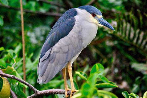 Black-crowned Night Heron