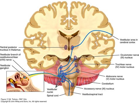 Pin by Jacci Siebert on Neuroscience & Sensory Integration ...