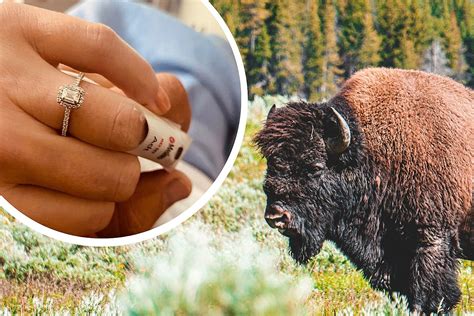 Yellowstone Bison Attack Survivor Says 'Yes' to Hospital Proposal